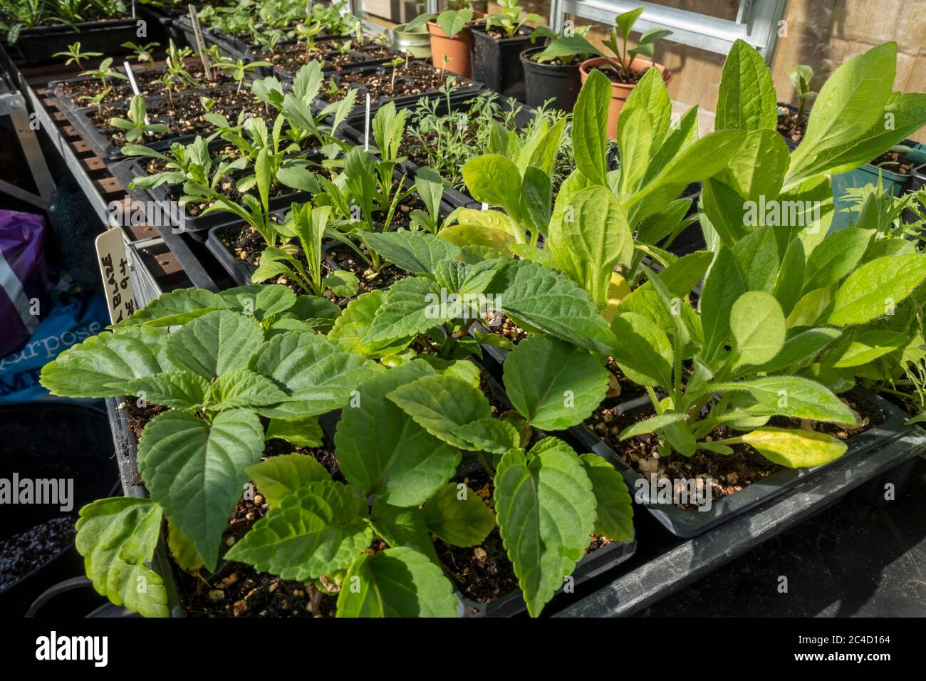 Salvia plant hi-res stock photography and images - Alamy