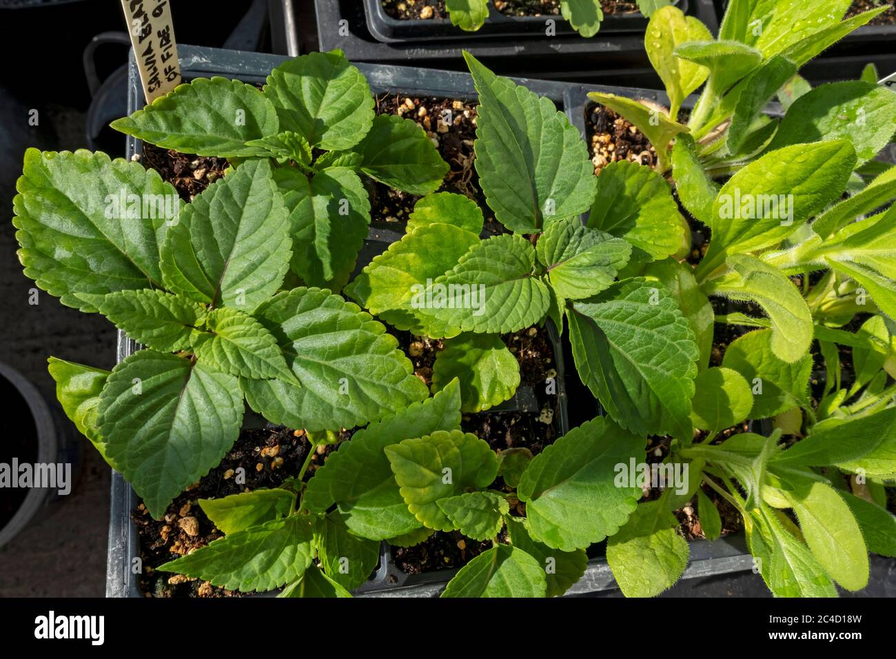 Garden plant flower salvias hi-res stock photography and images - Alamy