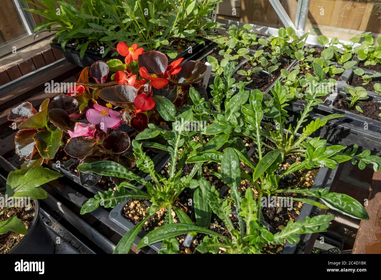 Bedding begonia hires stock photography and images Alamy