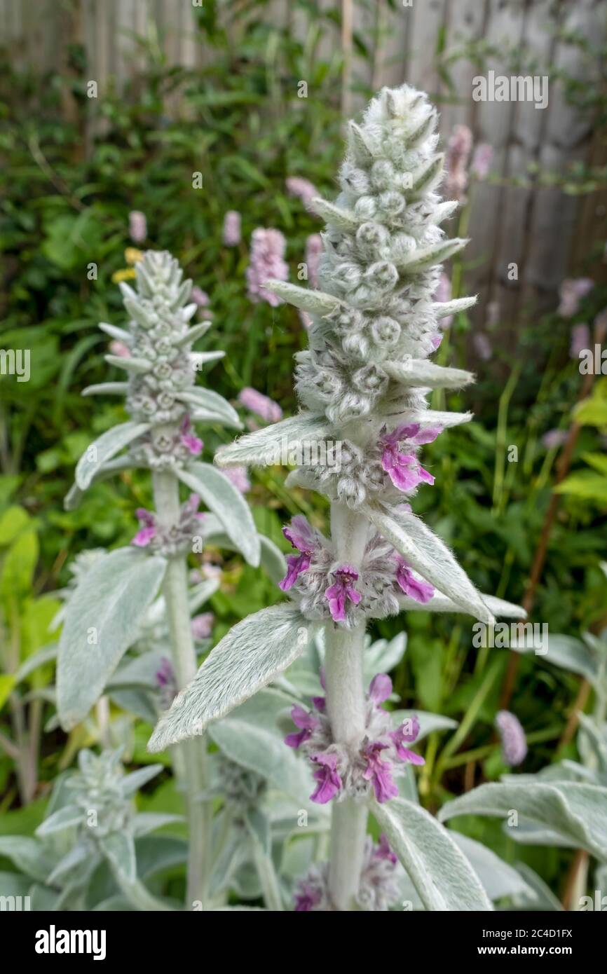 Close up of Lambs ear 'Silver Carpet' flower spike (Stachys byzantina) in the garden in summer England UK United Kingdom GB Great Britain Stock Photo