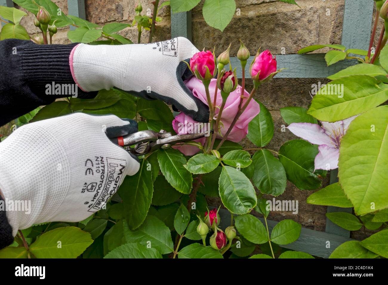 Close up of person gardener pruning dead heading pink rose ‘Gertrude Jekyll’ flowers flower with using secateurs in summer England UK United Kingdom Stock Photo