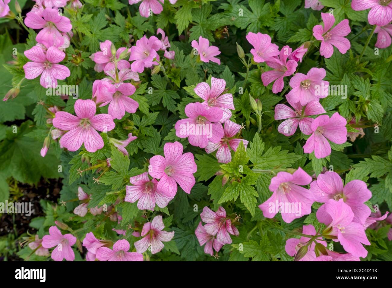 Close up of pink geranium cranesbill plant plants flowers flower flowering in the garden in summer England UK United Kingdom GB Great Britain Stock Photo