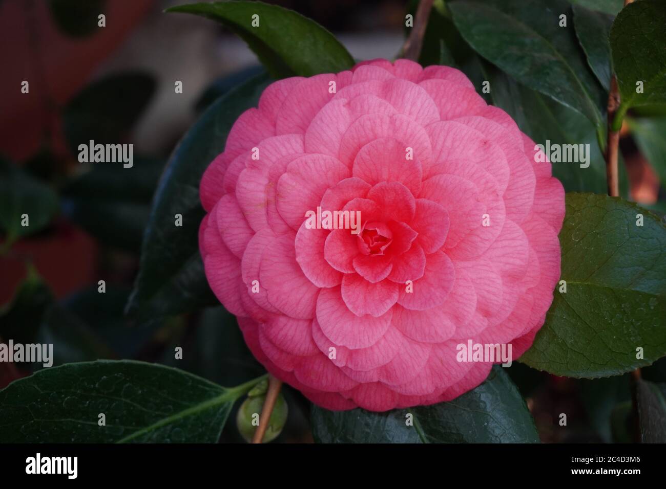 A close-up of a Camellia japonica blossom Stock Photo