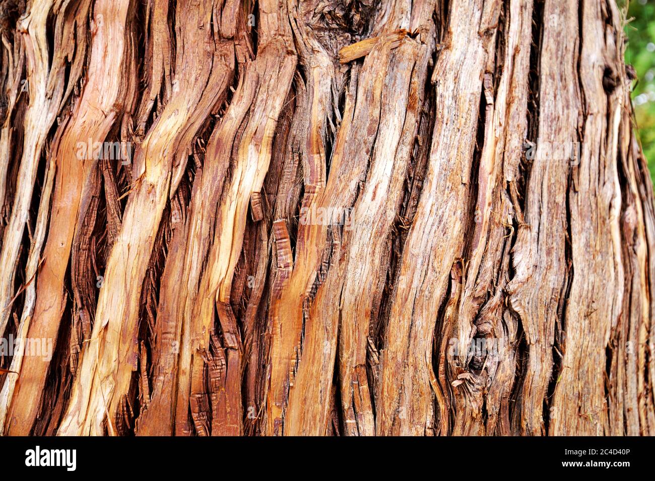 tree bark Stock Photo