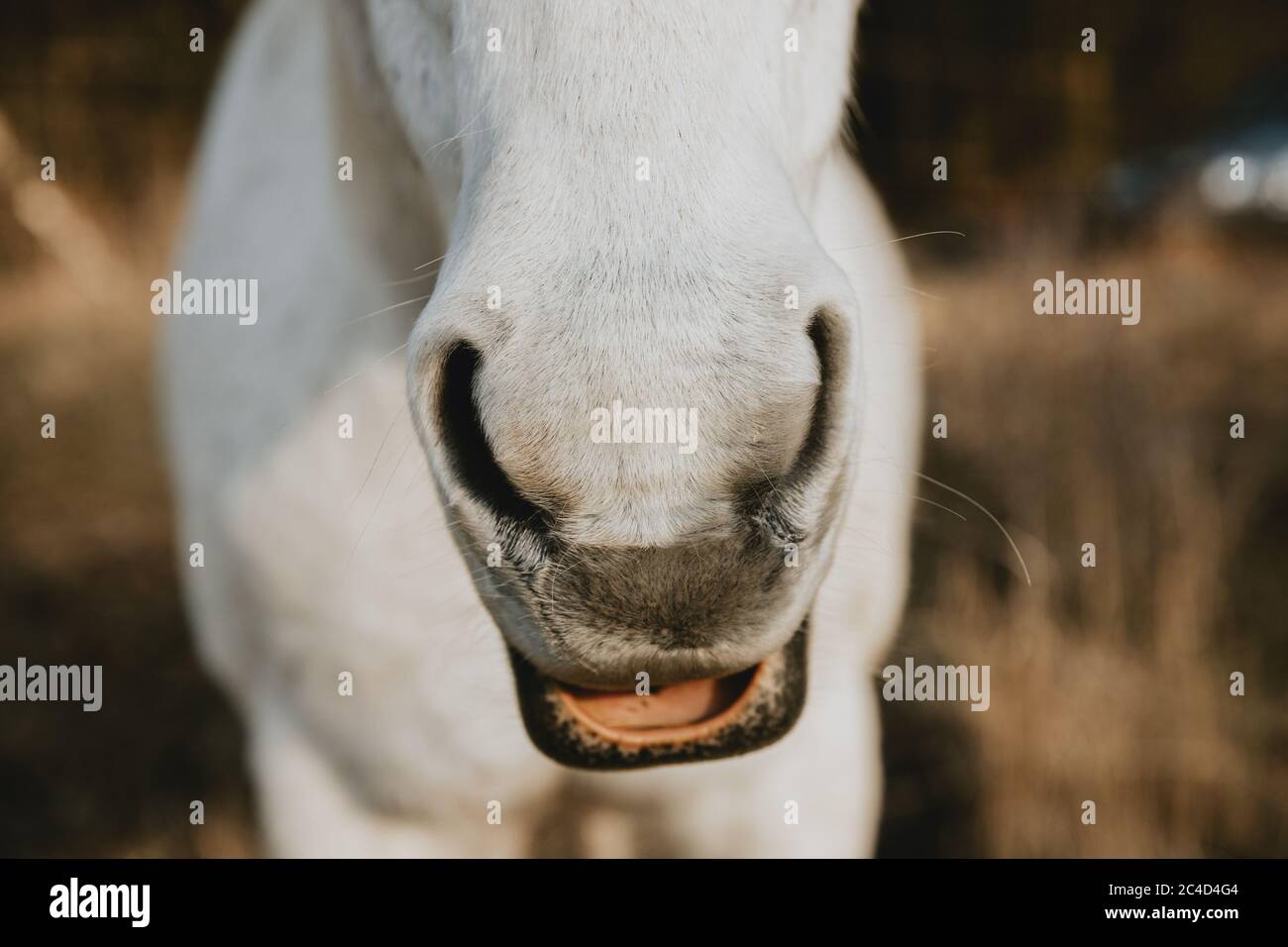 Detail of the white horse's nostrils with opened mouth, looking like laughing horse Stock Photo