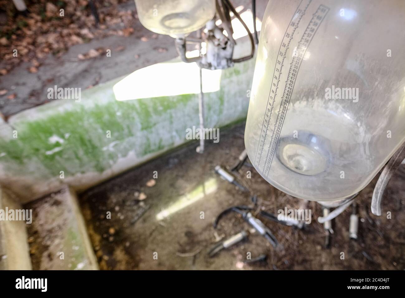 Shallow focus of a large flask used to collect milk, seen in an abandoned milking parlour. Discarded milking teats are seen littered on the parlour fl Stock Photo