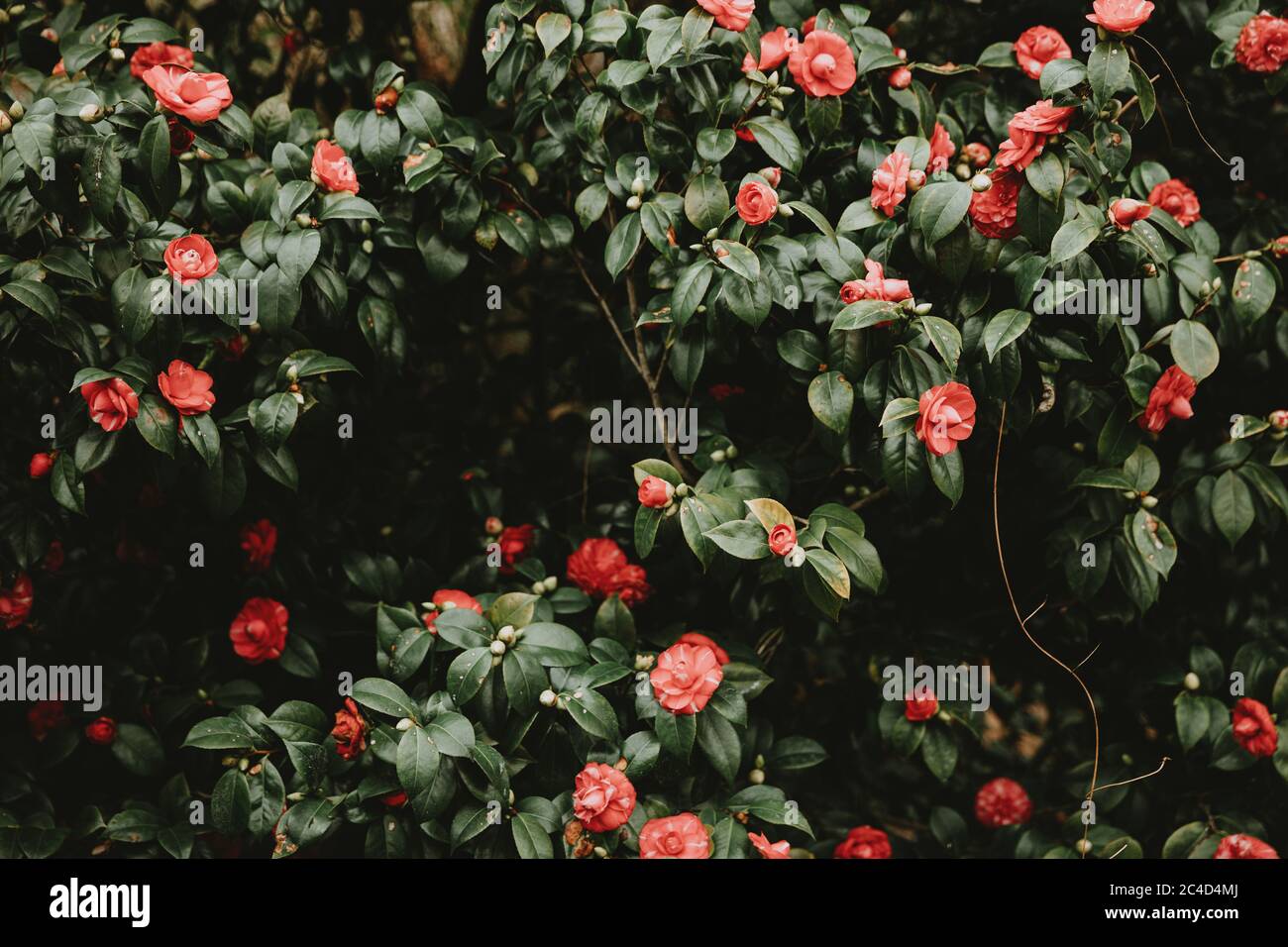 The detail of the pattern of the bush of camellia with red blossoms and dark green leaves in the London park Stock Photo