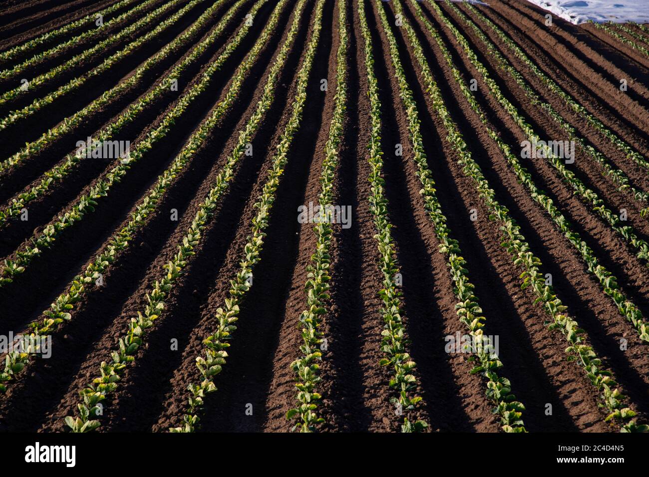 Spring cabbage planting , Comber , Co. Down Stock Photo