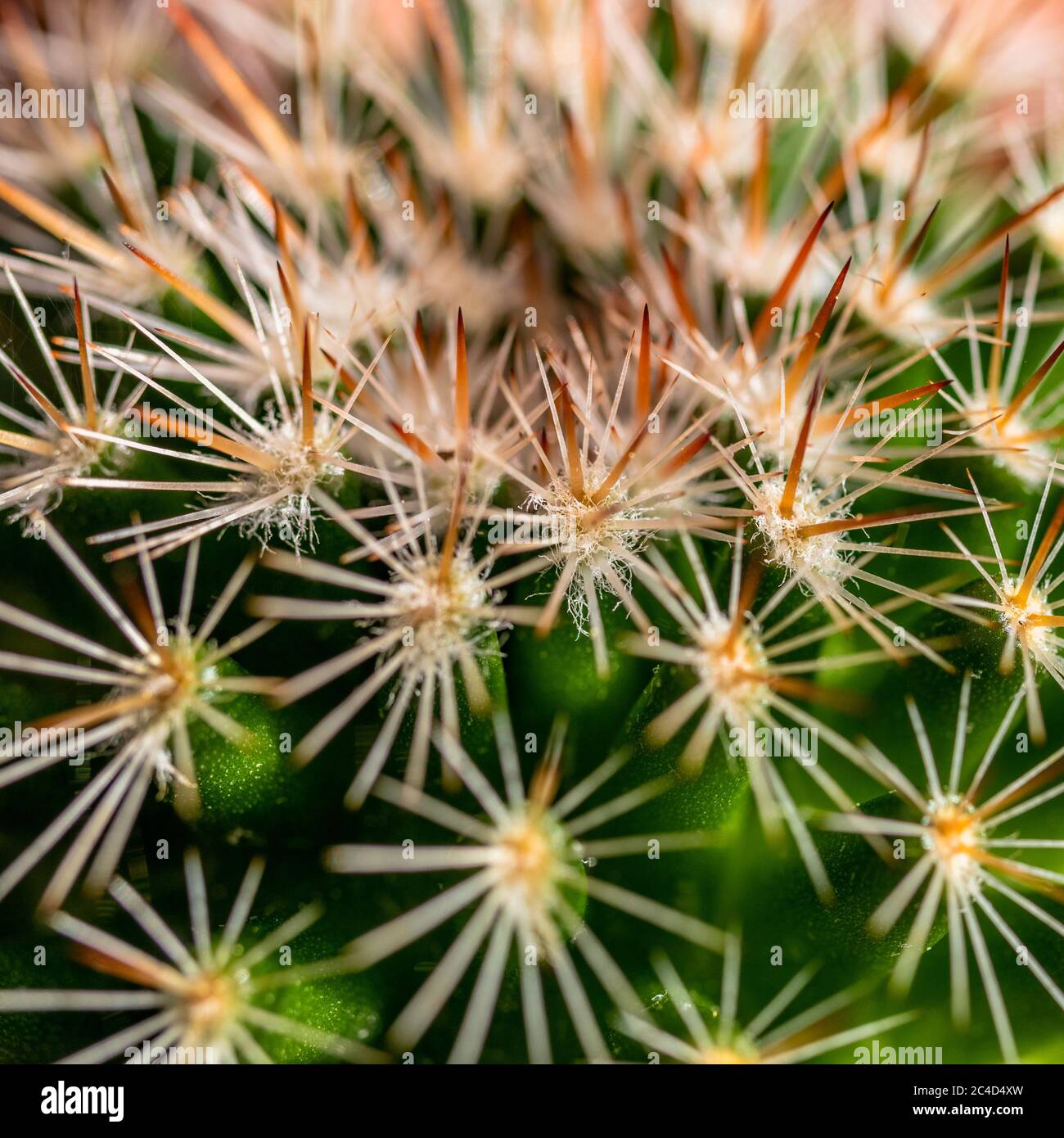 Dangerous Cactus High Resolution Stock Photography And Images Alamy