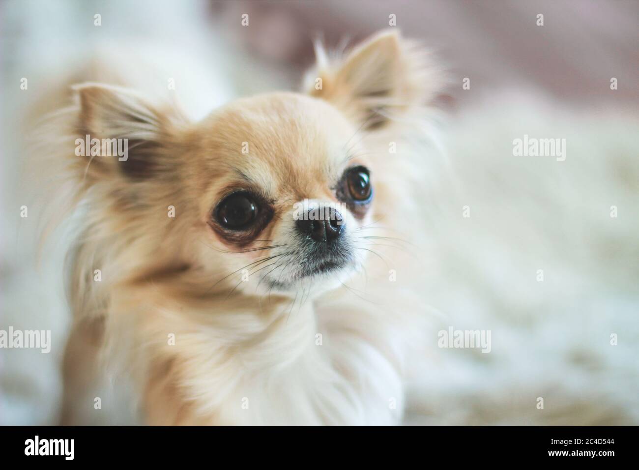 Funny Angry Little Dogs Chihuahua Biting Her Female Owner Girl Finger On Yellow Sand Stock Photo Alamy