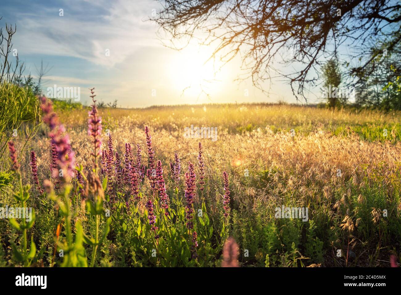 カシニョール 、【BUNCH OF FLOWERS IN MEADOW】 1449050-HSC00001-8.jpg