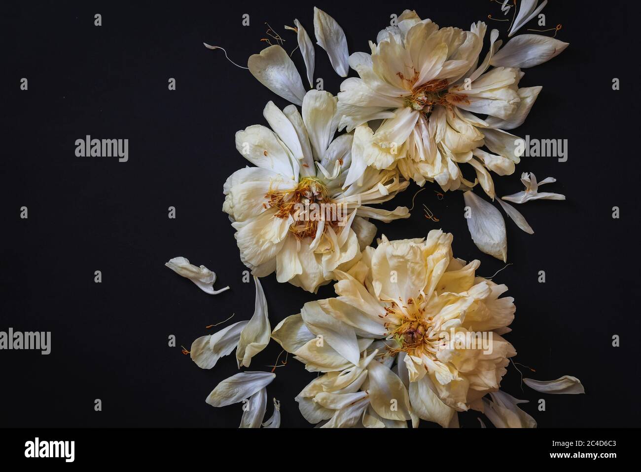 Fading peonies blooms arranged on a black background Stock Photo