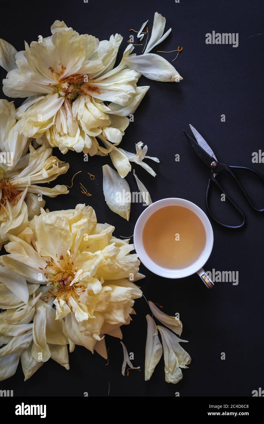 Flatlay arrangement with aged peonies blooms and a cup of tea Stock Photo