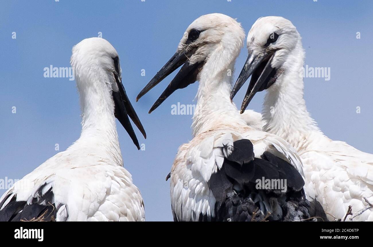 Linum, Germany. 25th June, 2020. In bright sunshine, three of the four young storks in the eyrie show themselves on the roof of the Nabu Visitor Centre in Linum (Brandenburg). Credit: Paul Zinken/dpa/ZB/dpa/Alamy Live News Stock Photo