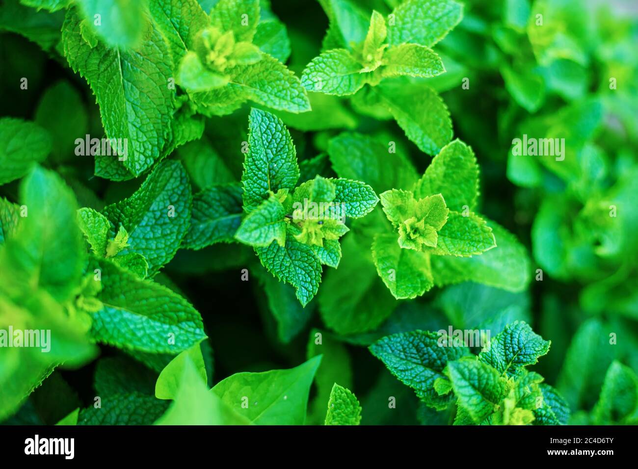 growing mint in a greenhouse. selective focus Stock Photo Alamy
