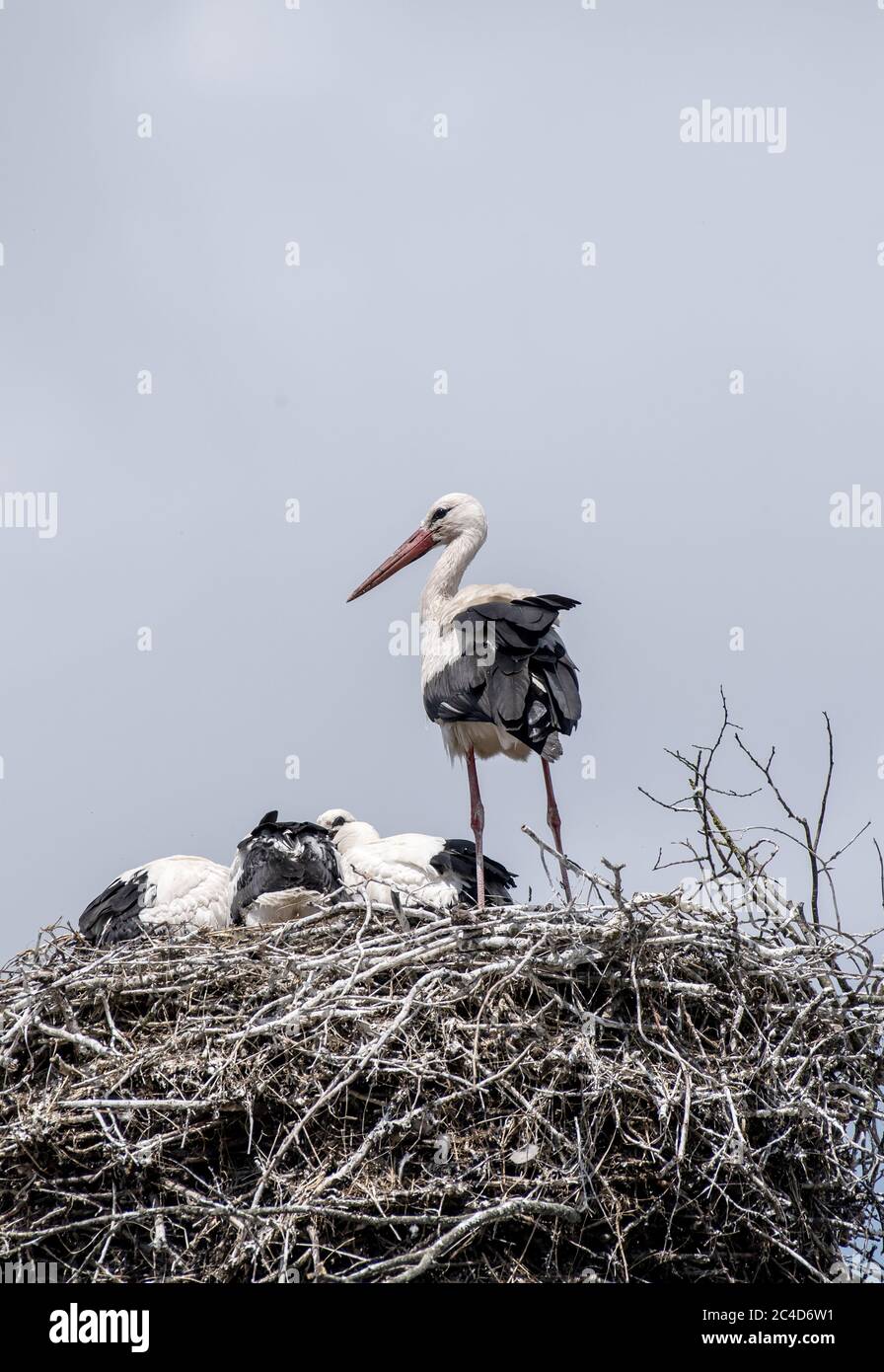 Linum, Germany. 25th June, 2020. In bright sunshine the young storks in the eyrie show themselves on the roof of the Nabu Visitor Centre in Linum (Brandenburg). Credit: Paul Zinken/dpa/ZB/dpa/Alamy Live News Stock Photo