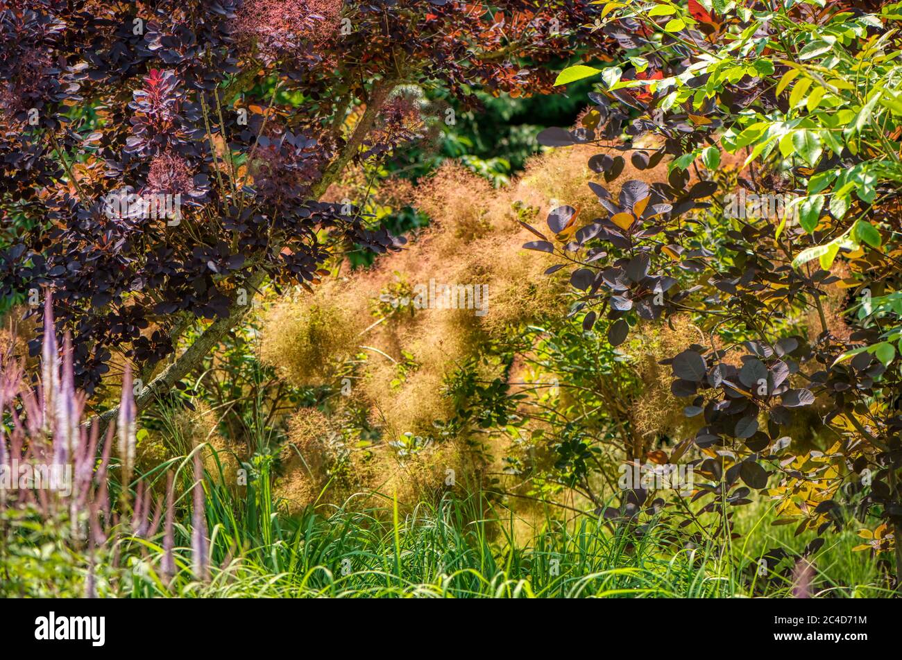 Cotinus, smoke treees or smoke bushes, RHS Gardens, Wisely, UK Stock Photo
