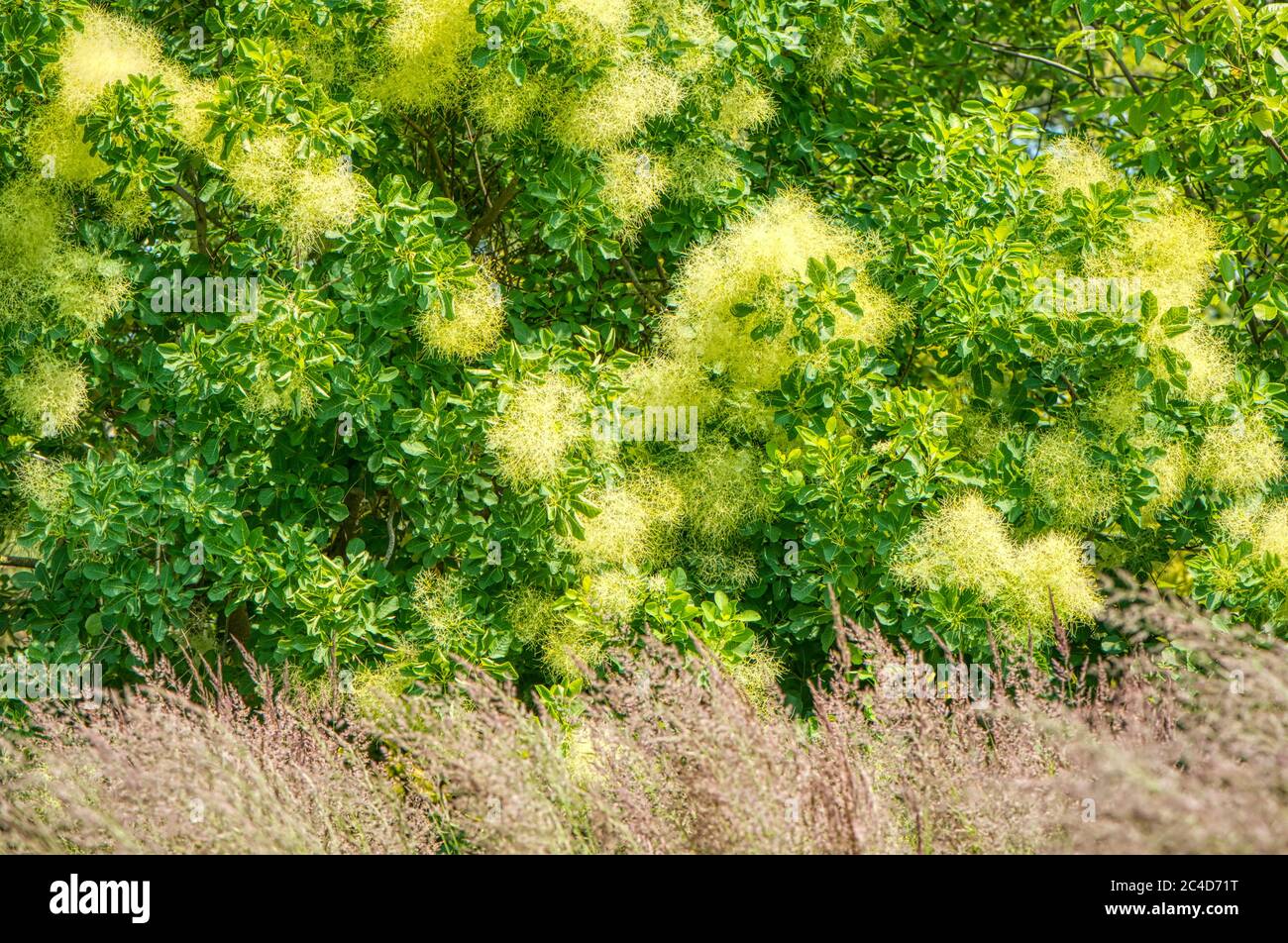Cotinus, smoke treees or smoke bushes, RHS Gardens, Wisely, UK Stock Photo