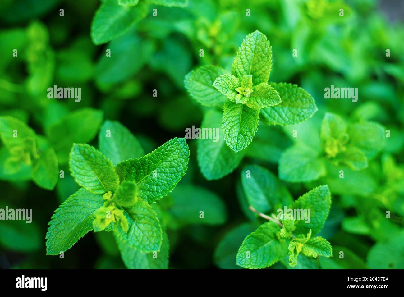 growing mint in a greenhouse. selective focus Stock Photo