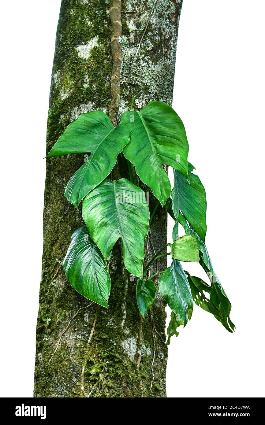Tropical leaves of native Monstera (Epipremnum pinnatum) liana plant  growing in wild climbing on jungle tree, tropical forest plant evergreen  vines bu Stock Photo - Alamy