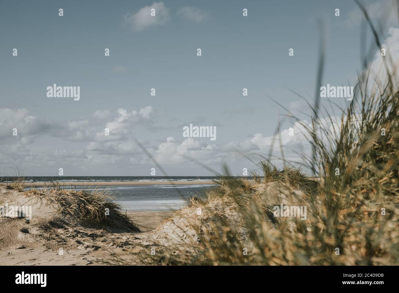 Marram grass and sand dunes on sandy beach of Northern sea on Rømø island in Denmark during the windy day with blue cloudy sky above in muted colors Stock Photo