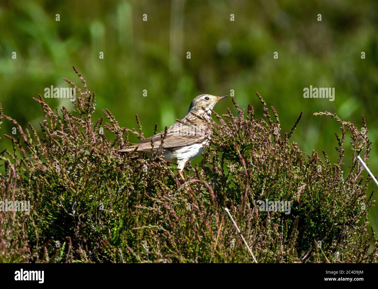 Meadow Pipit ( Anthem Pratensis) perched in heather on open moorland, Scotland. Stock Photo