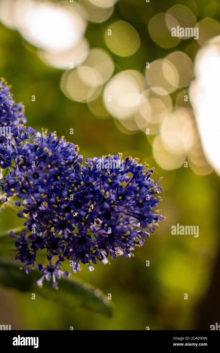 Closeup shot of a purple California Lilac flower with a blurred background Stock Photo