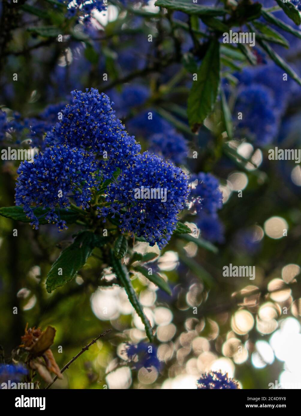 Vertical shot of a blue California Lilac flower with a blurred background Stock Photo