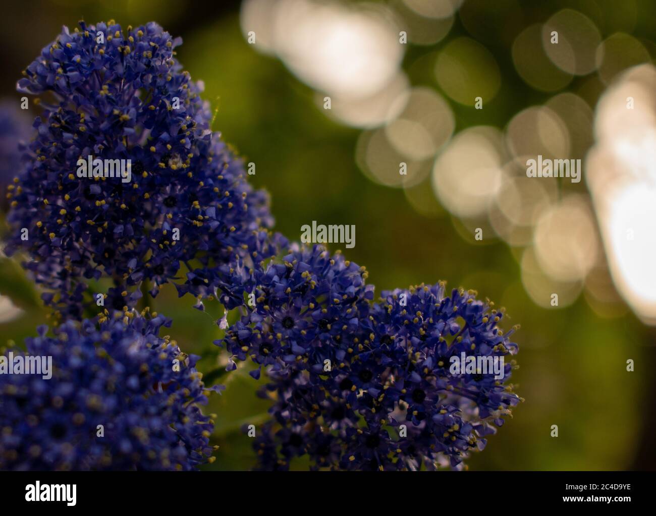Closeup shot of a purple California Lilac flower with a blurred background Stock Photo