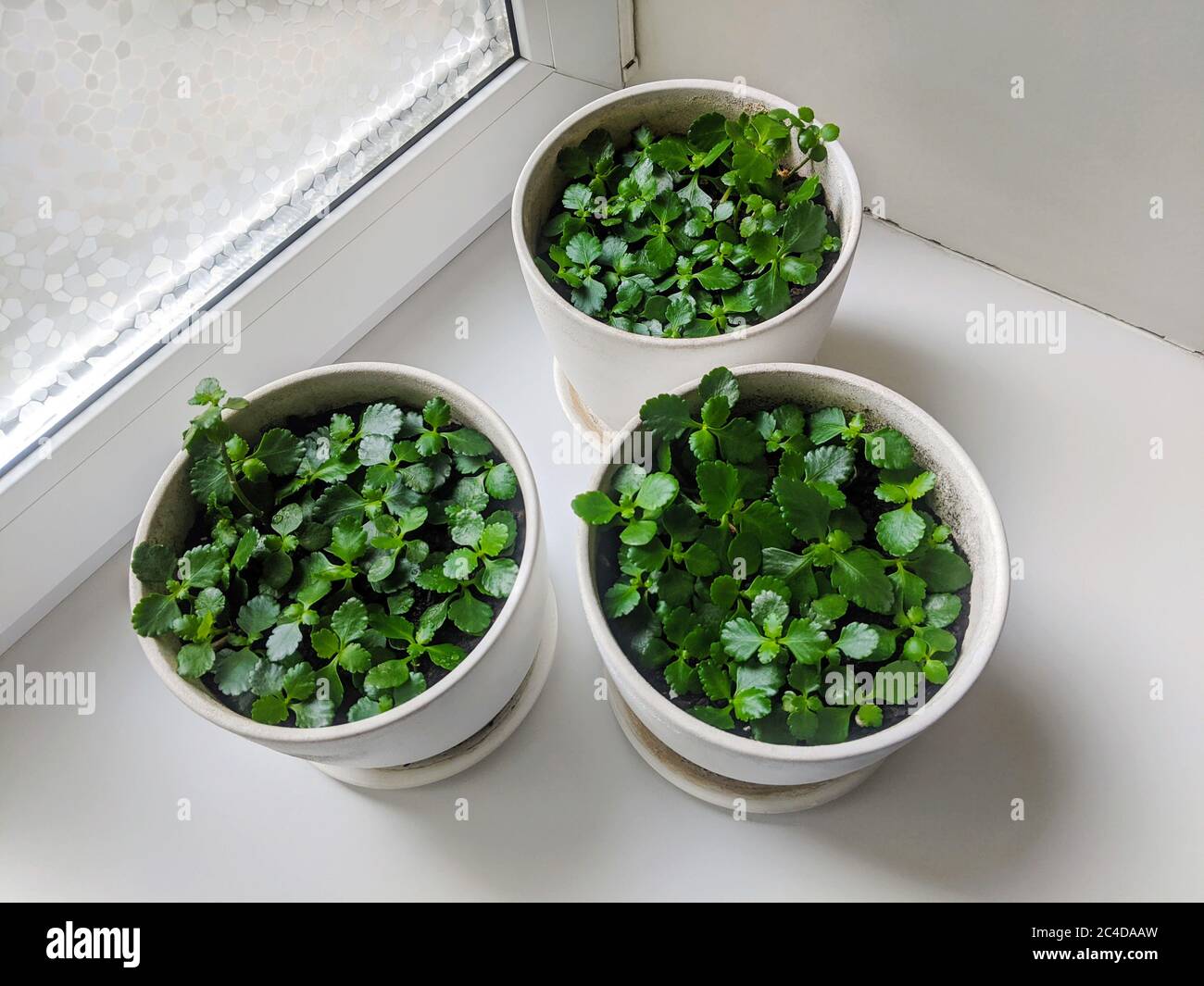 panda plant succulent Kalanchoe tomentosa (Panda Plant) – Magic Valley Gardens main image 1