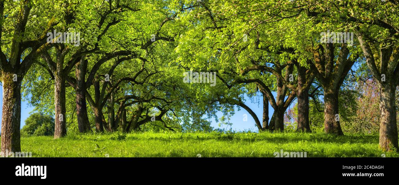 Canopy of rows of trees on a green meadow build a beautiful natural
