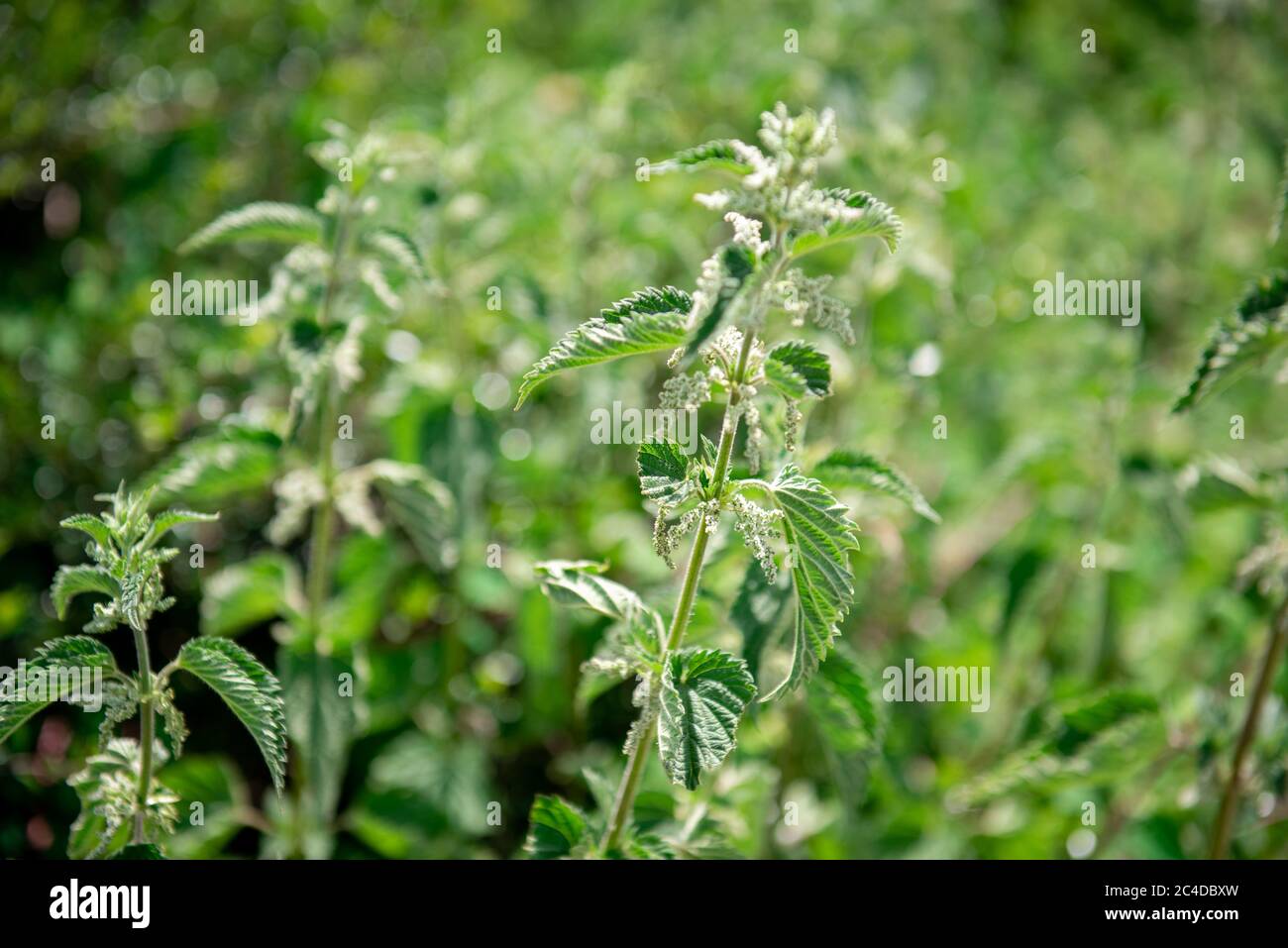 Bed of nettles in a country park Stock Photo Alamy