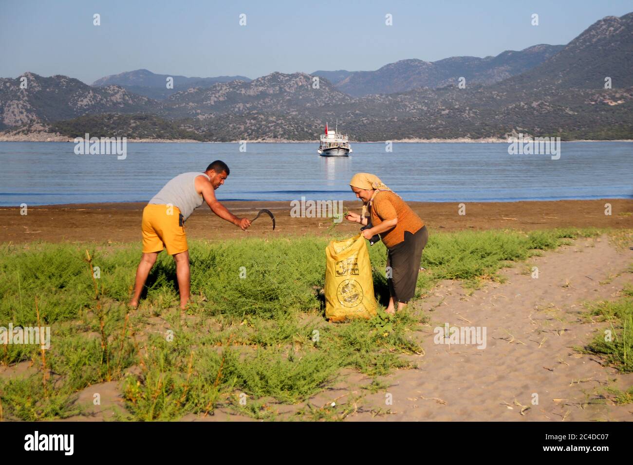 Local  people collecting herbs, weeds in the early morning on the beach. Demre - Antalya, Turkey Stock Photo