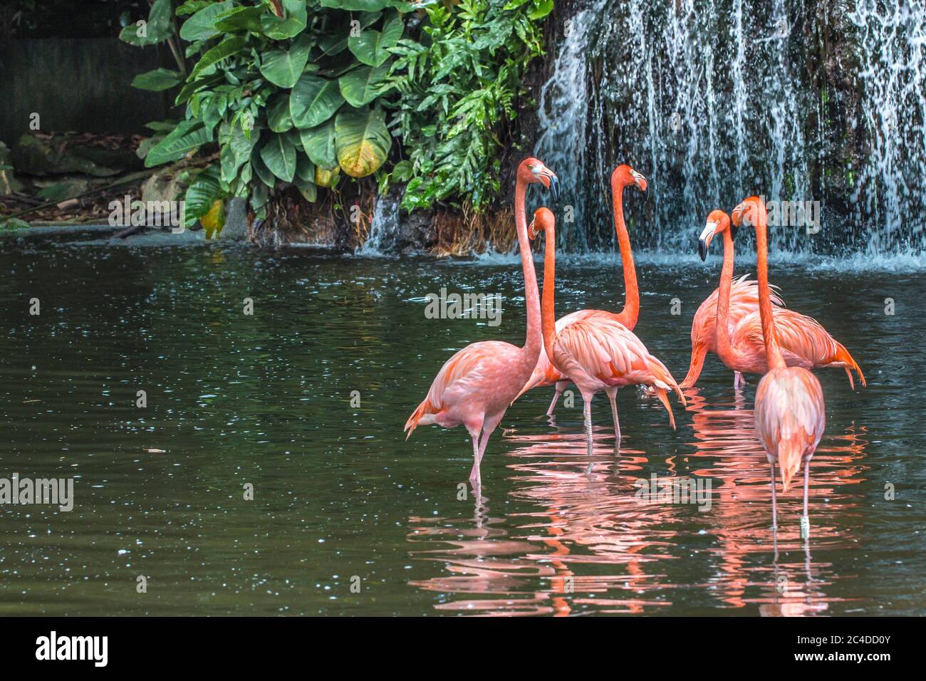 A flock of pink flamingos resting in a man-made lake with cascading waterfall in a zoo Stock Photo