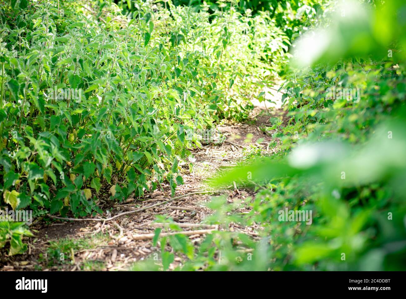 Bed of nettles in a country park Stock Photo