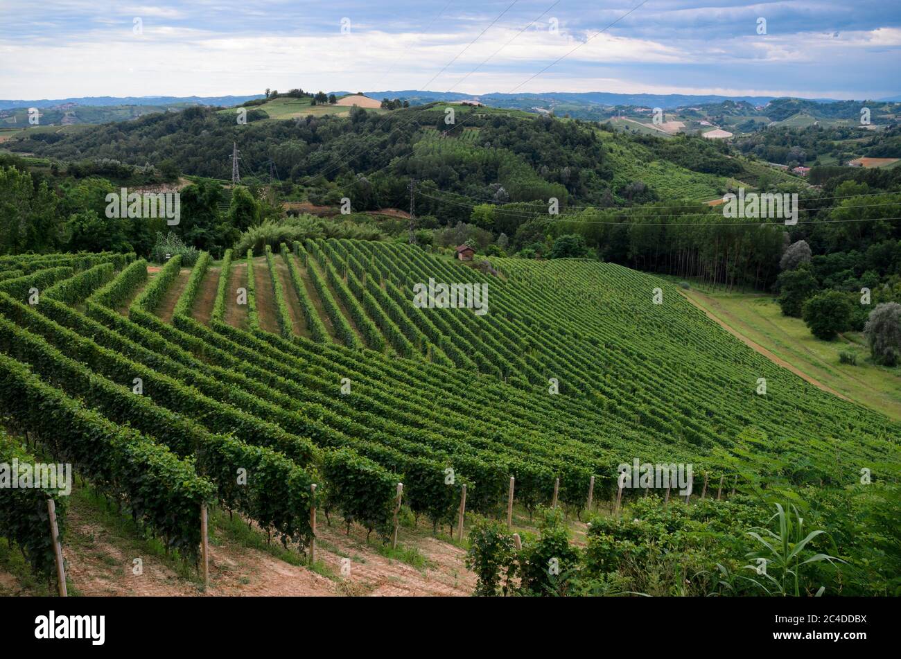 MONTA' D'ALBA, ITALY - JULY 14, 2016 - Vineyards of Roero, in Montà d'Alba, Italy, on july 14, 2016. Stock Photo