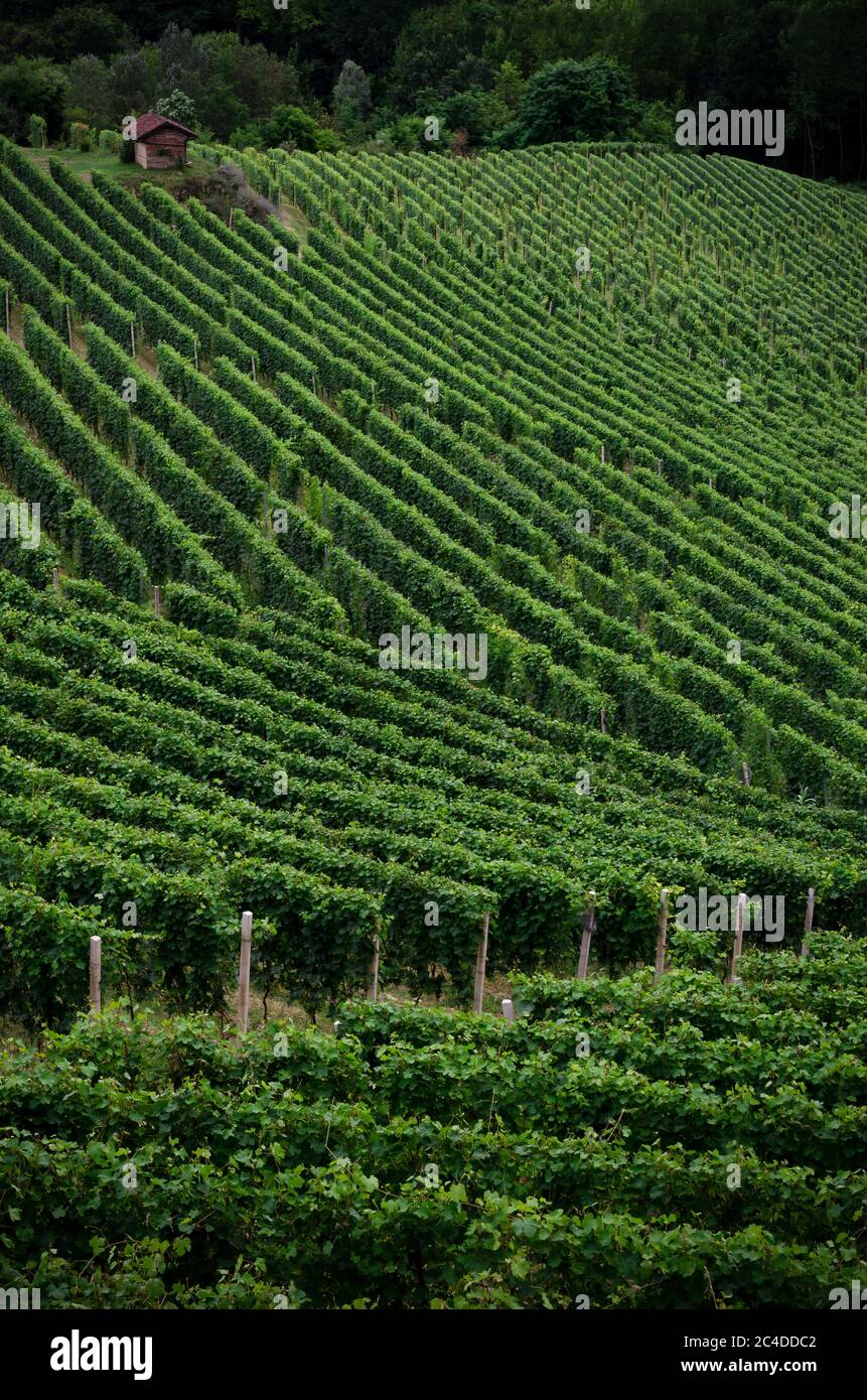 Vineyards of Alba, Langhe and Roero Stock Photo