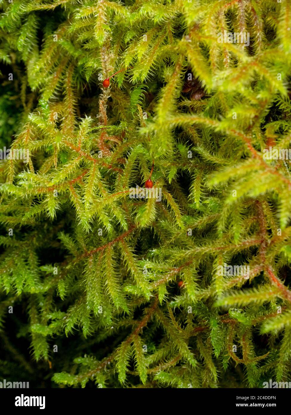 Glittering wood-moss (Hylocomium splendens), with spores, UK Stock Photo