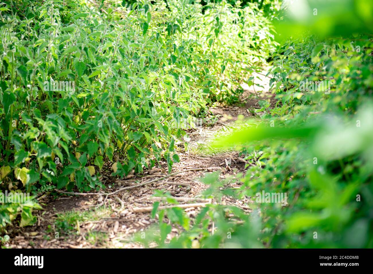 Bed of nettles in a country park Stock Photo