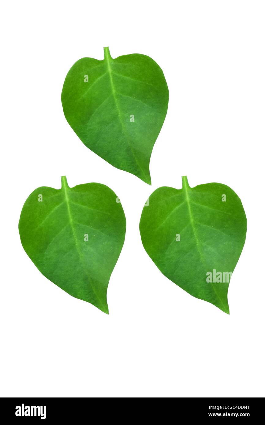 hearts leaves isolated on white background Stock Photo - Alamy