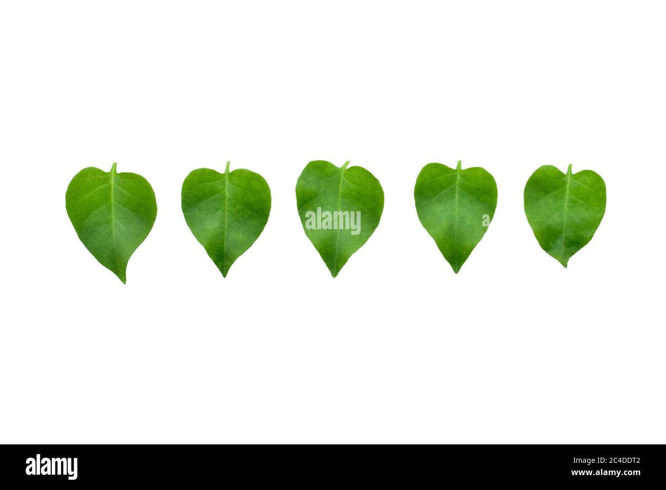 hearts leaves isolated on white background Stock Photo - Alamy