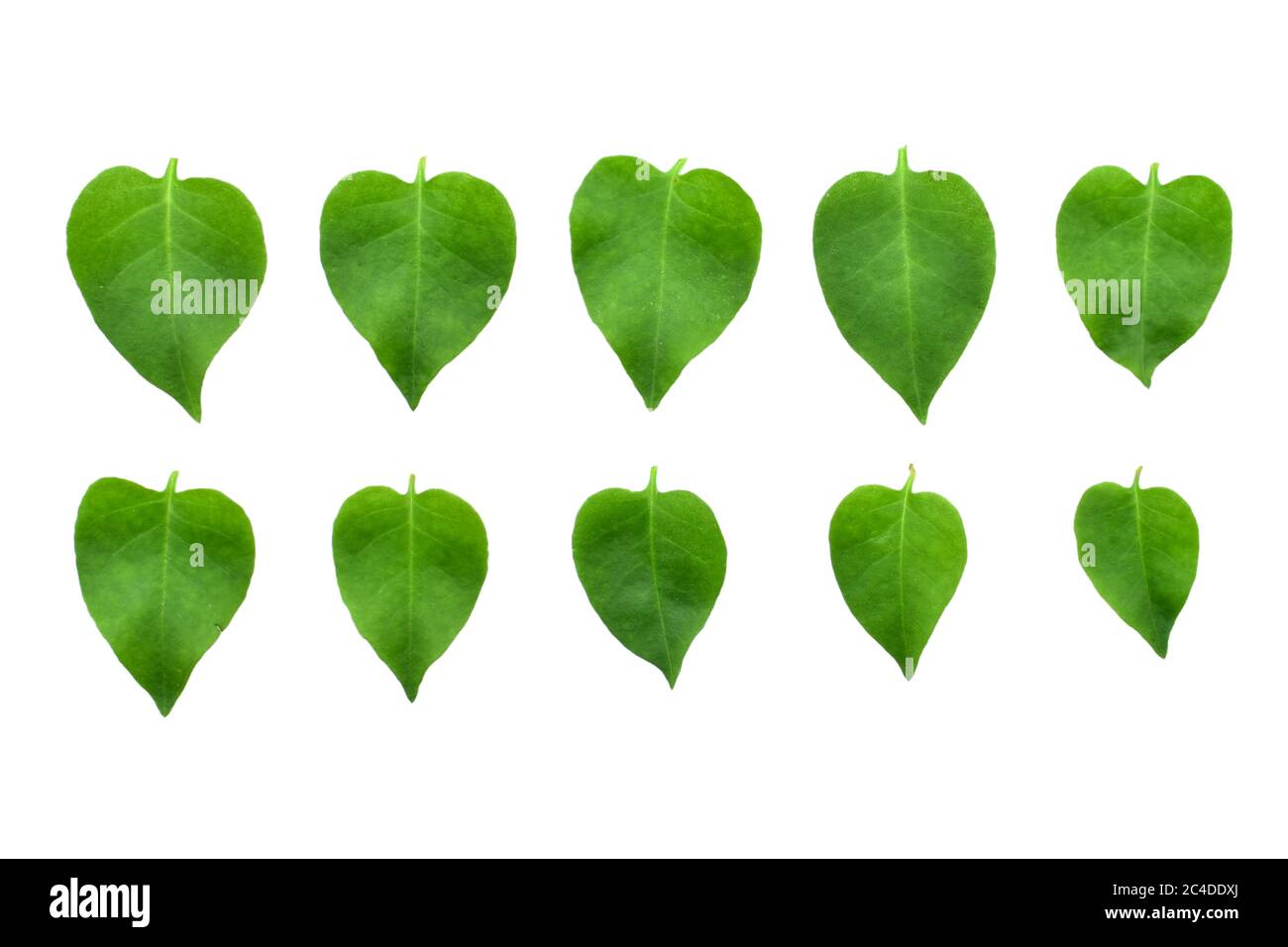 hearts leaves isolated on white background Stock Photo - Alamy