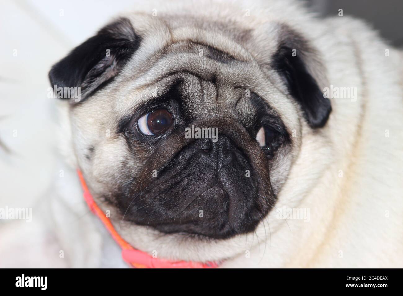 Young female pug Stock Photo