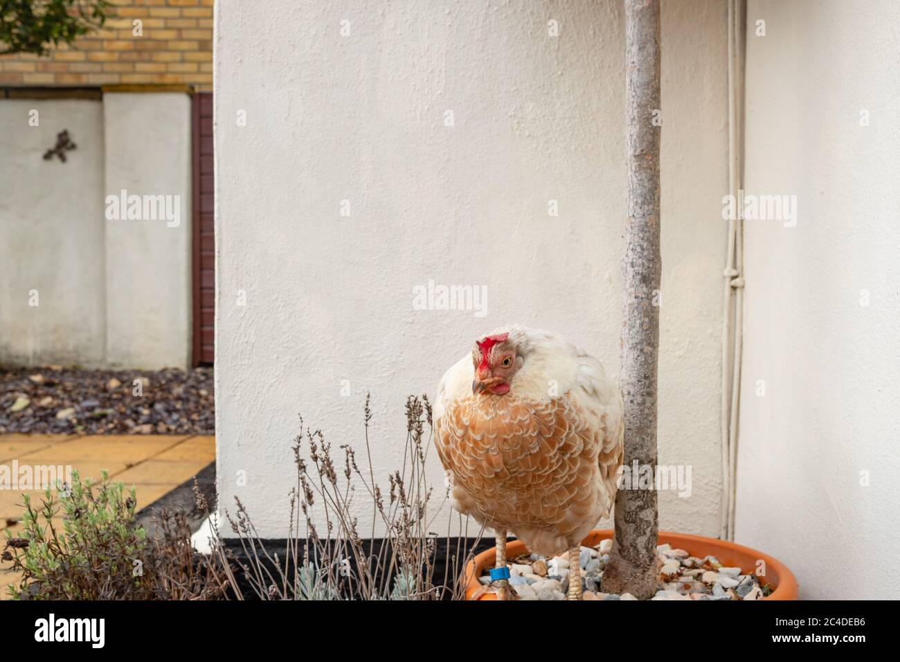 Adult hen seen sitting on a plant pot outside the back door of a house. Stock Photo