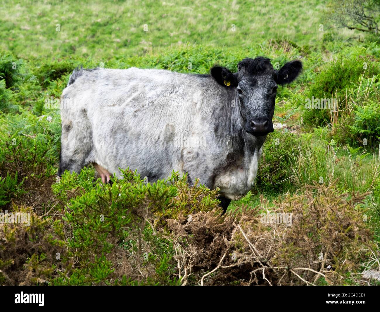Cattle rough grazing on dartmoor hires stock photography and images