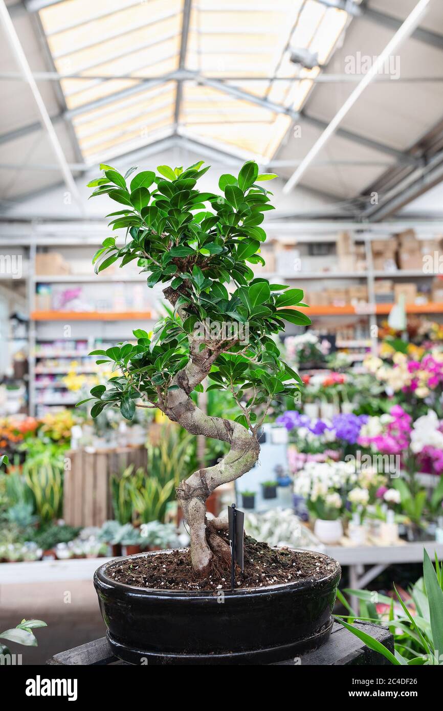 Ficus Bonsai Ginseng tree in a plant store Stock Photo