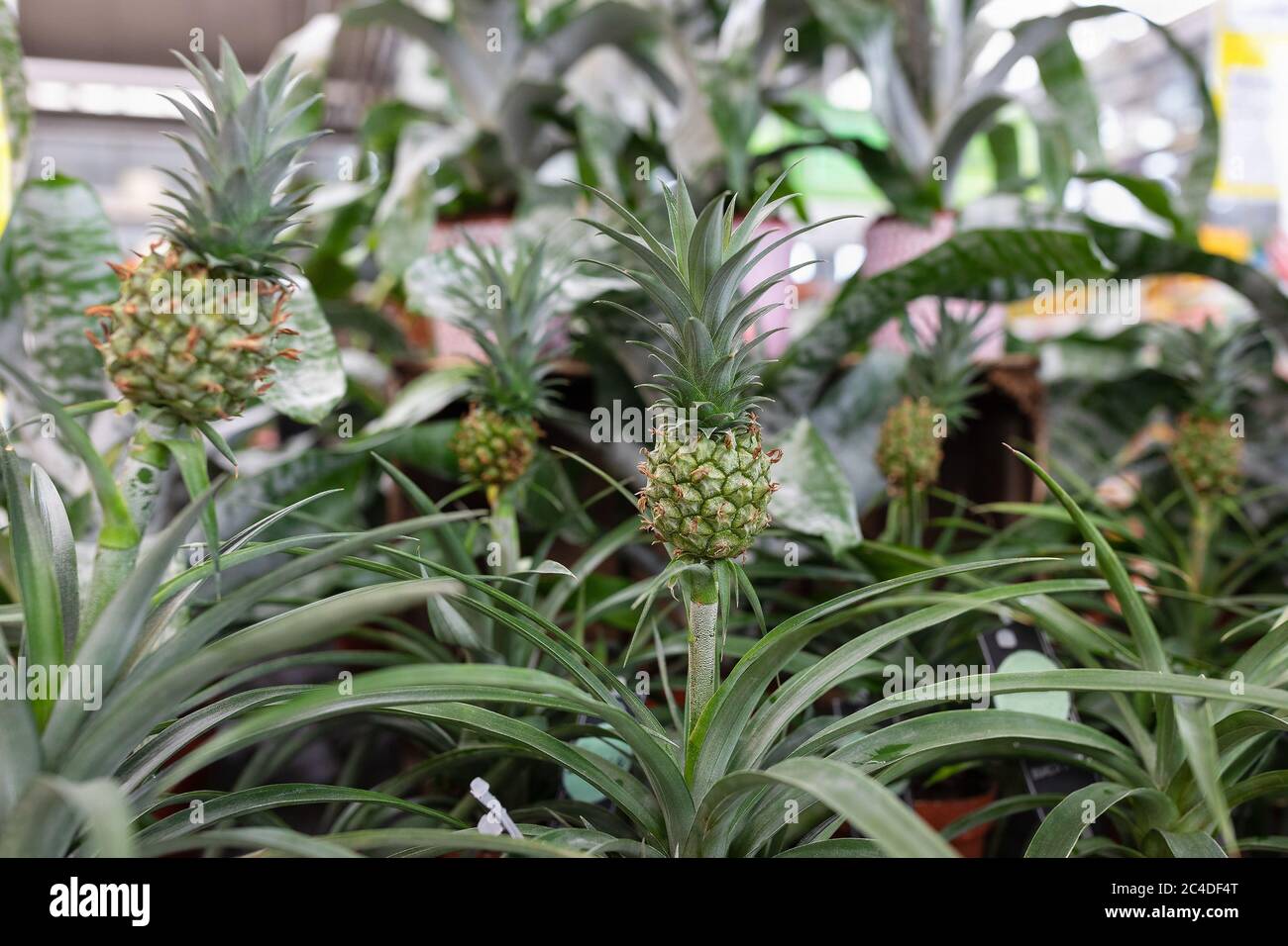 Ornamental mini pineapple plants in a plant store Stock Photo Alamy