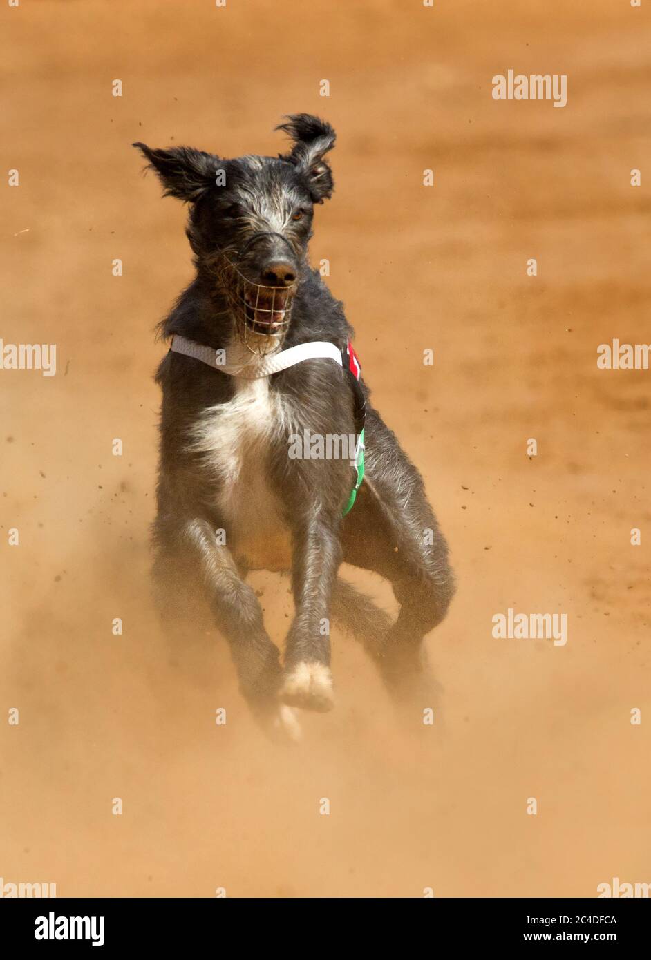 greyhound running racing Stock Photo Alamy