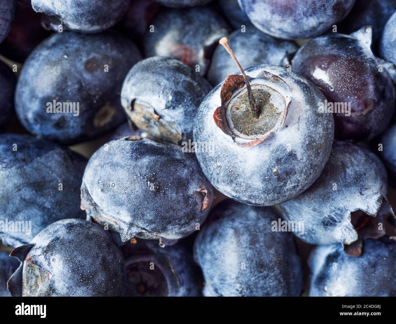 Close up of fresh blueberries one with a stalk Stock Photo