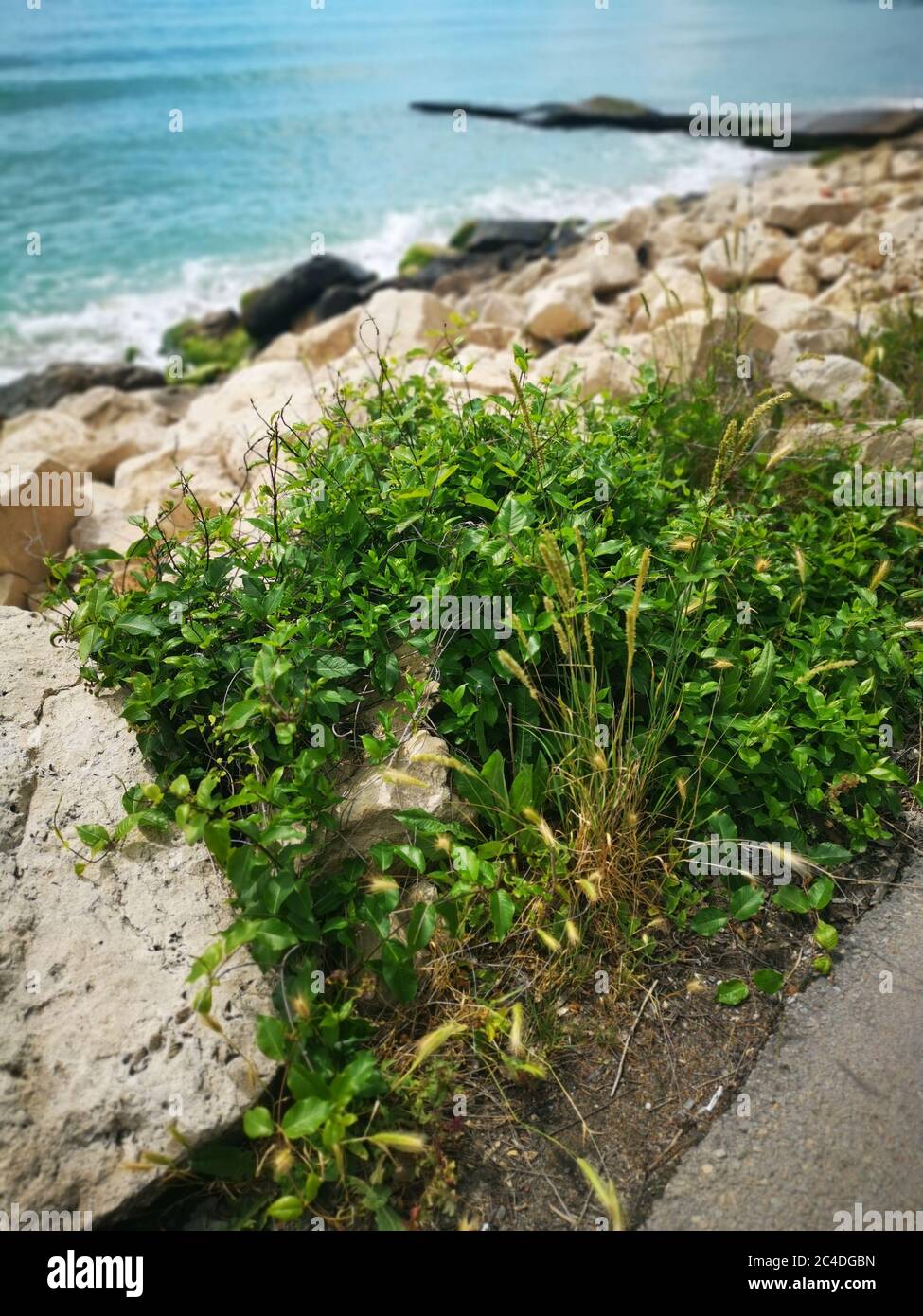 Vertical shot beach grass hi-res stock photography and images - Alamy